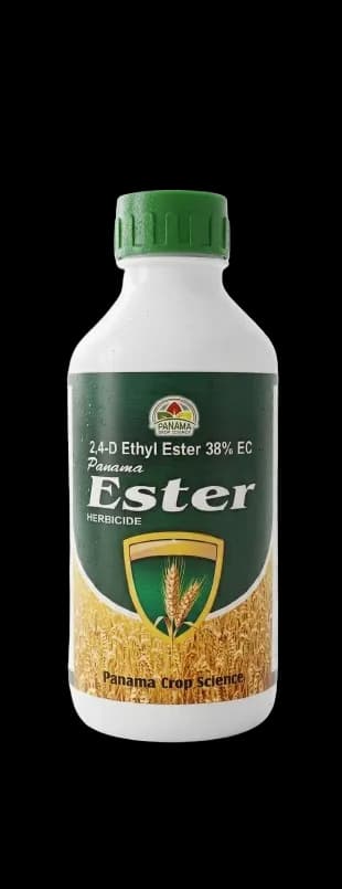 PANAMA EASTER