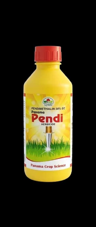 PANAMA PENDI